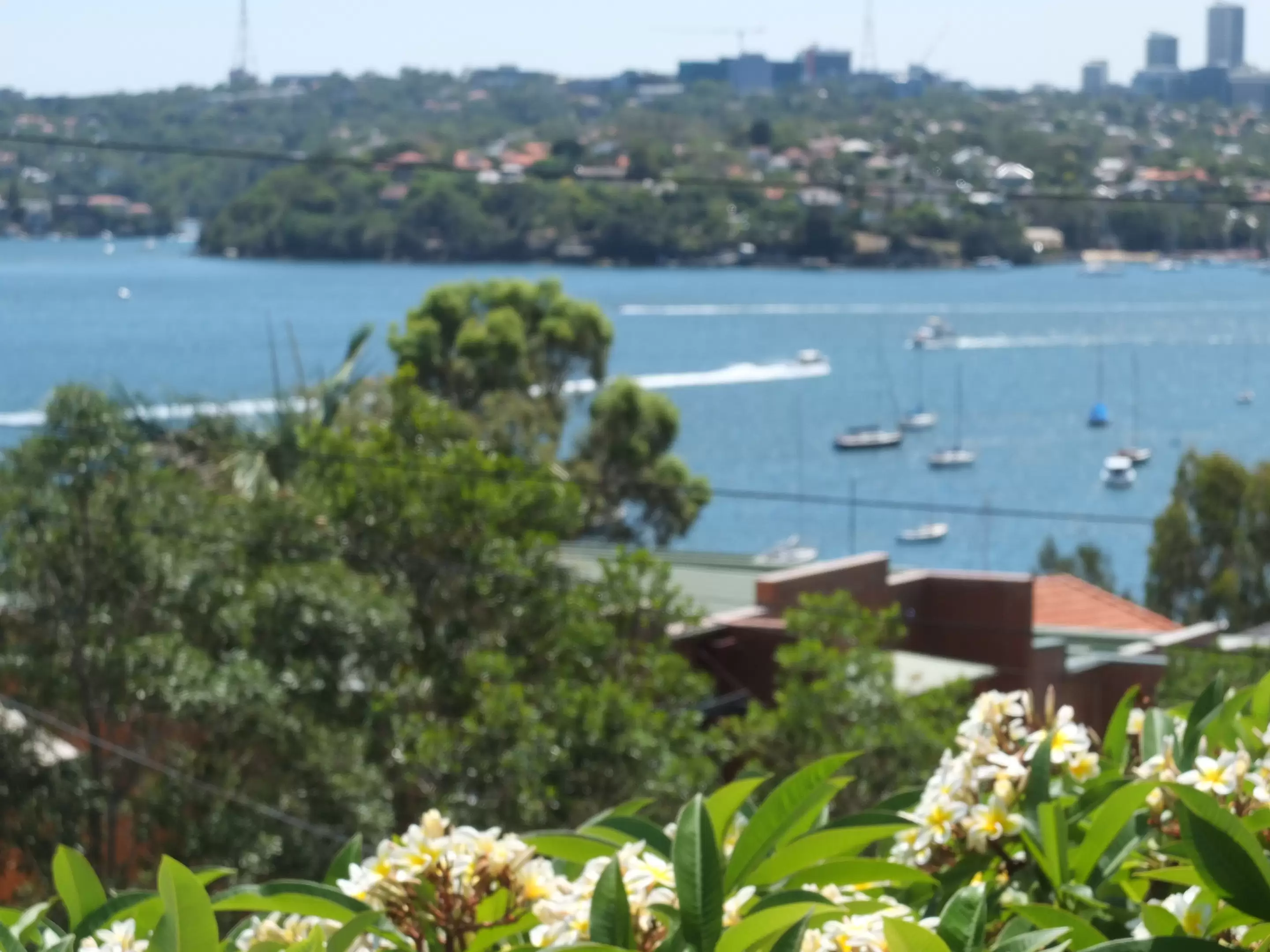 23 Gow Street, Balmain Leased by Coopers Agency - image 10